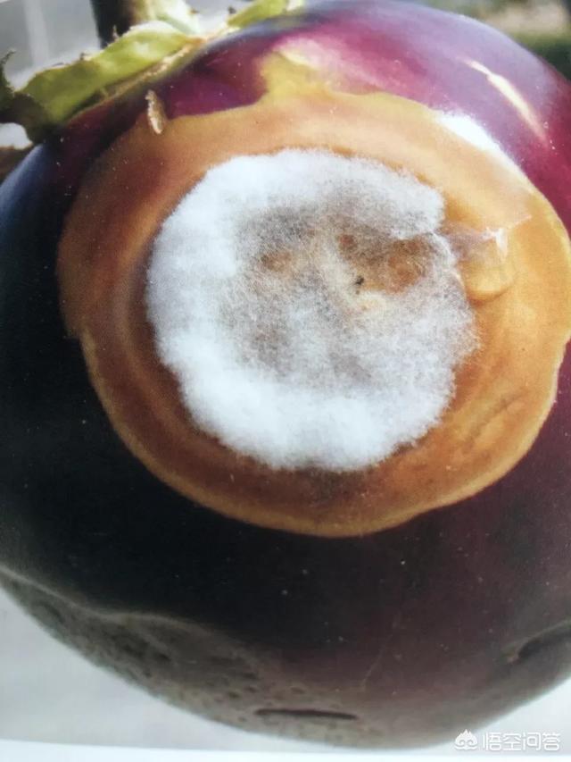 茄子腐烂是什么导致的啊？