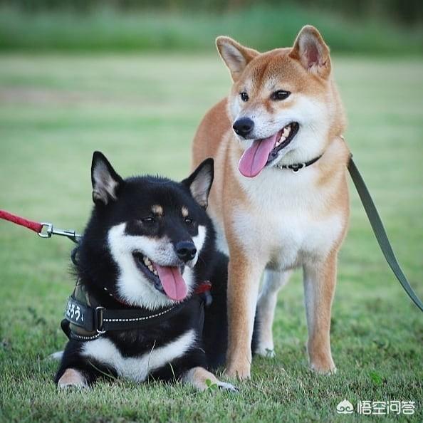 狗狗拉稀都是水怎么办:柴犬经常便便拉水样，柴犬拉好几天水样便怎么办呢？