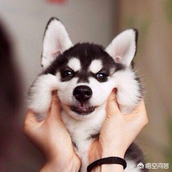 导肓犬小qip电影儿童版:你支持残疾人携带导盲犬乘坐公共交通吗？为什么？