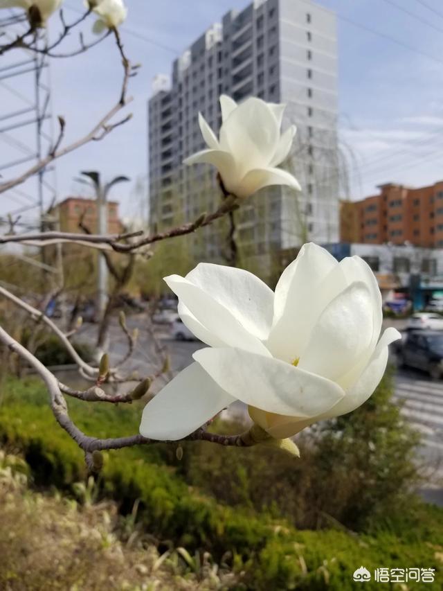 荷花玉兰单叶还是复叶:荷花玉兰的叶子是单叶还是复叶 玉兰花是先长叶子还是先开花？