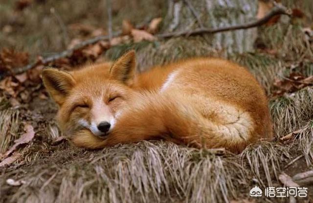 催人泪下狐狸报恩故事，你听过哪些神奇的动物故事