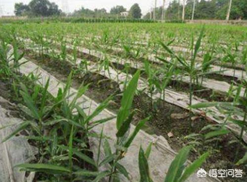 头条问答 在农村 生姜对种植环境有何要求 全村最靓的仔咯的回答 0赞