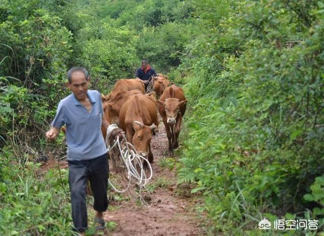 祥生牌癣螨净:八百斤左右的育肥牛身上这几天一直一块一块的掉毛，怎么办？