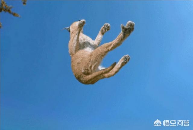一只没有骨头的小猫咪:一只没骨头的小猫咪 收养了一只流浪猫，很小，有什么养猫方法？