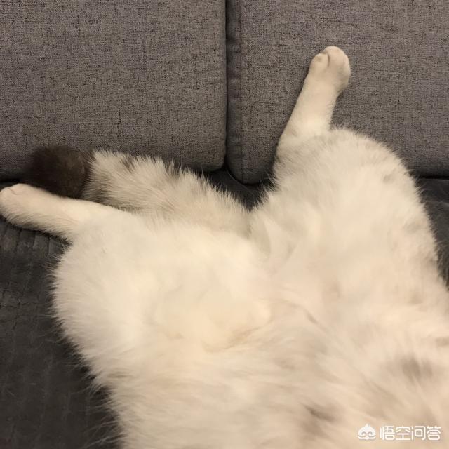 男女关系小猫一尾:你认同《大江大河》里宋运辉和“小猫”的婚姻吗？为什么？