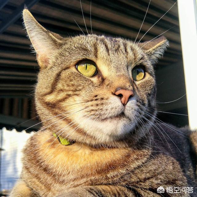 德文卷毛猫的缺点:白色德文卷毛猫缺点 第一次养猫，哪种猫比较合适？