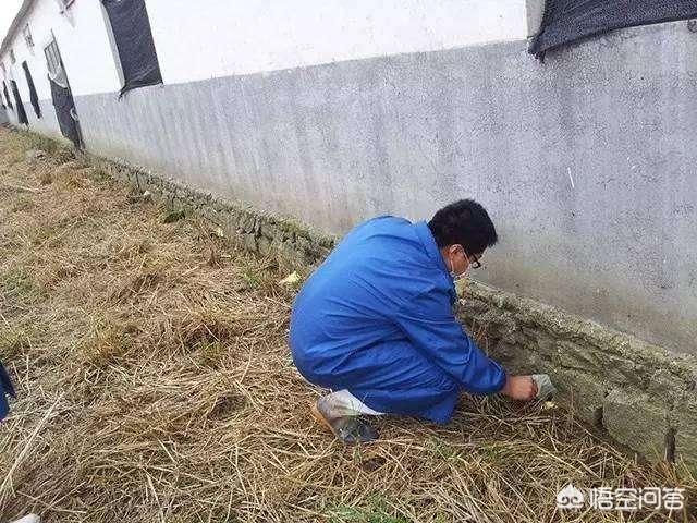 猪弓形体病治疗:养猪场应该如何对付老鼠？