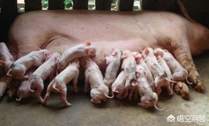 母猪的产后护理本科:哺乳期的母猪应该怎样管理？