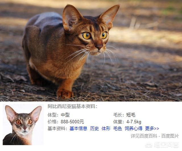 头条问答 有什么00以下的宠物猫适合家养 喵药吃鱼的回答 0赞