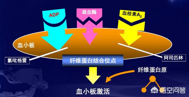 消化道出血:消化道出血风险更低，氯吡格雷能完全替代阿司匹林吗？