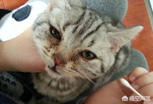 哪种猫容易有泪痕橘猫加菲猫:加菲猫吃什么猫粮好改善泪痕？