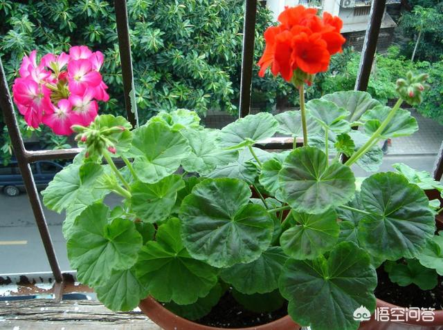 猫能闻驱蚊草吗:驱蚊草孕妇能闻吗 天竺葵可以驱蚊是真的吗？
