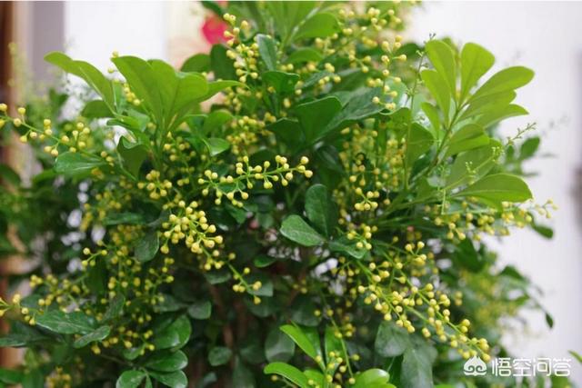 米兰花脱土:我买了盆米兰，想换盆，可是土特别硬，是否保留硬土？
