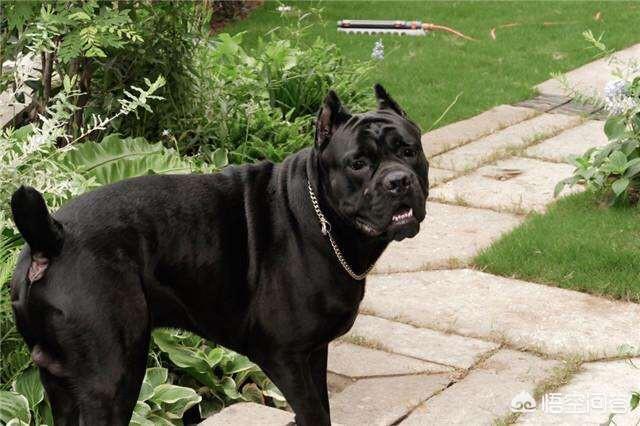 罗威纳犬性格怎么样:罗威纳有什么缺点吗，为什么感觉养的人不多？