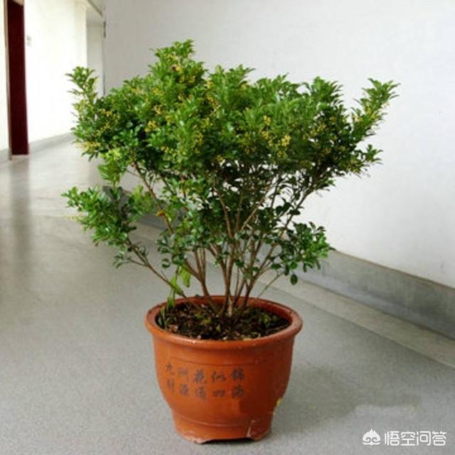 茜之塔 徒长:茜之塔开花 迷迭香徒长了怎么处理比较好？