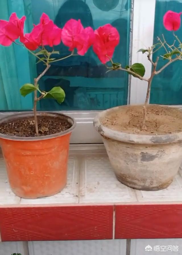 小狗种美丽鲜花-3:院子里可以种哪些漂亮又好养活的植物？