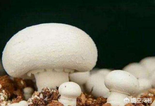 蘑菇种植简单吗，盆栽蘑菇、白玉菇和种平菇一样吗怎么种有视频吗
