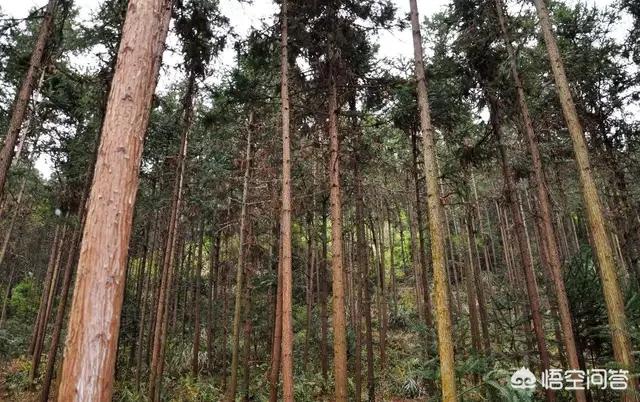 木梁,屋顶木梁有裂纹用什么补救？