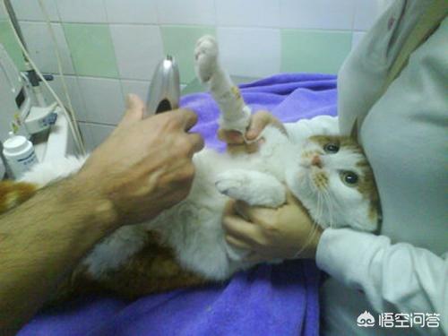 猫咪血尿可自己好么:简州猫尿血精神不好，怎么解决？