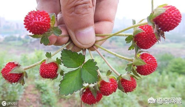 头条问答 农村6月份有什么野生水果呢 5个回答