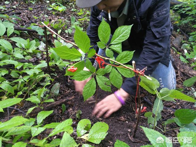 采挖野山参为何要三跪九叩系红绳,人参真的会跑吗