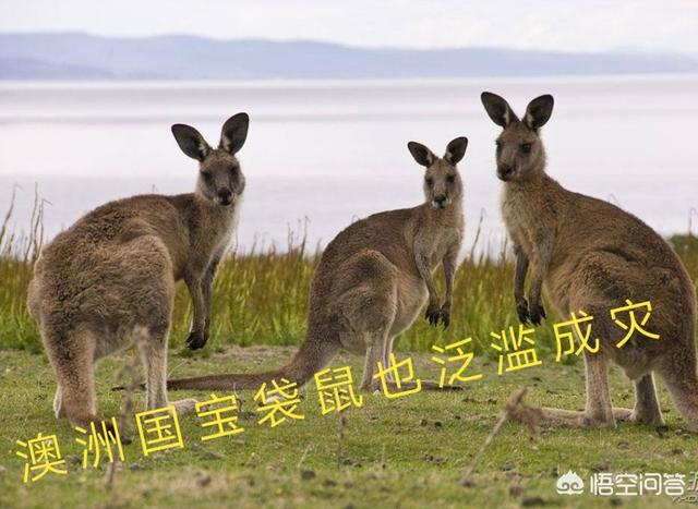 澳洲野犬 百科:澳大利亚野兔泛滥成灾，为何不引入猫科动物中最爱吃野兔的猞猁？