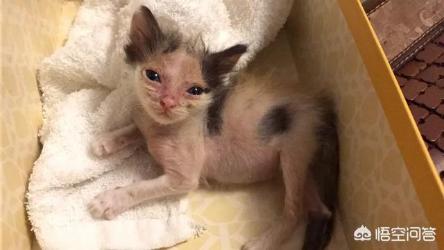 婴儿猫癣初期症状图片:刚满月的小猫身上，脸上长了猫癣，一片一片的，用什么药合适？