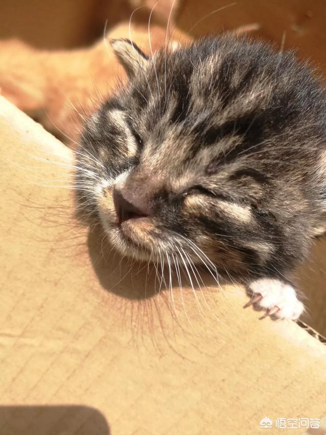 离家的猫儿子:离家23年的儿子 家长如何对待离家出走后回来的孩子？