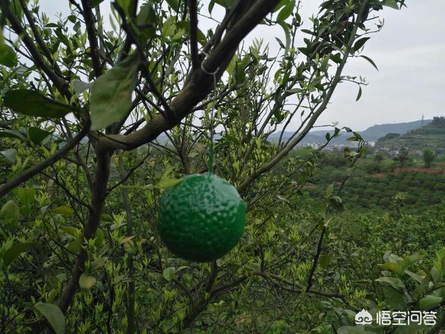 水果大战害虫:家里水果烂了，出现很多小虫子到处飞，有什么好办法处理？