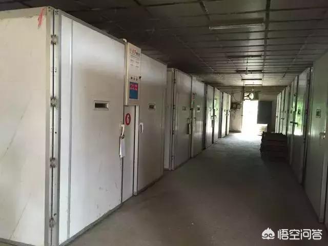 治疗肉鸡大肠杆菌病的药:养鸡原发性大肠杆菌和继发性大肠杆菌的区别是什么呢？