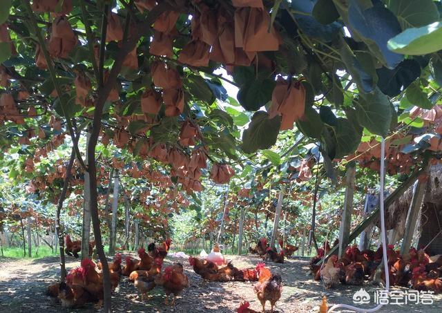 治疗肉鸡大肠杆菌病的药:肉鸡大肠杆菌用什么药治疗效果好 恩诺沙星对鸡球虫有效吗？