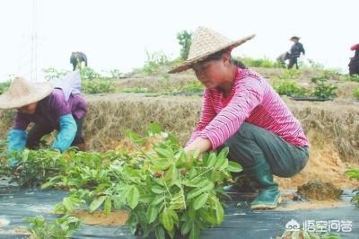 我准备回农村创业,做点什么项目好呢,（家里不是平原是高山地区）？