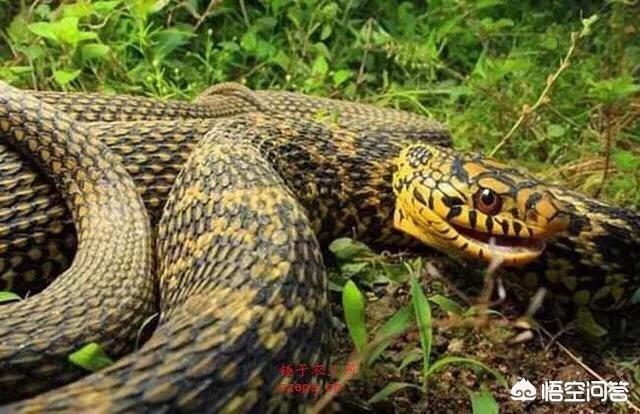 玉米锦蛇有剧毒吗，湖南农村的山水，还有哪些蛇比较常见