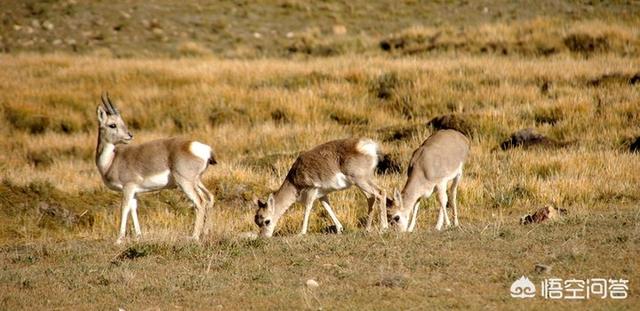 拉姆拉措的灵异事件:为什么有人说每个国人心中都有一个西藏梦？