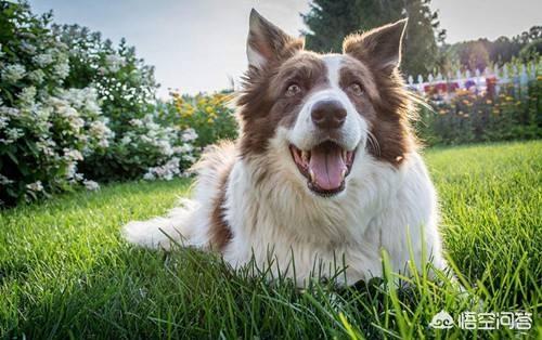 边境牧羊犬好不好免费观看视频:智商排名第一的边境牧羊犬，为什么养它的人却很少？