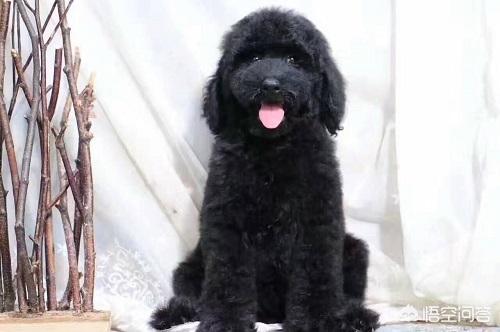 巨贵犬护主人吗:巨贵保护主人吗 巨贵犬掉很多毛是怎么回事？