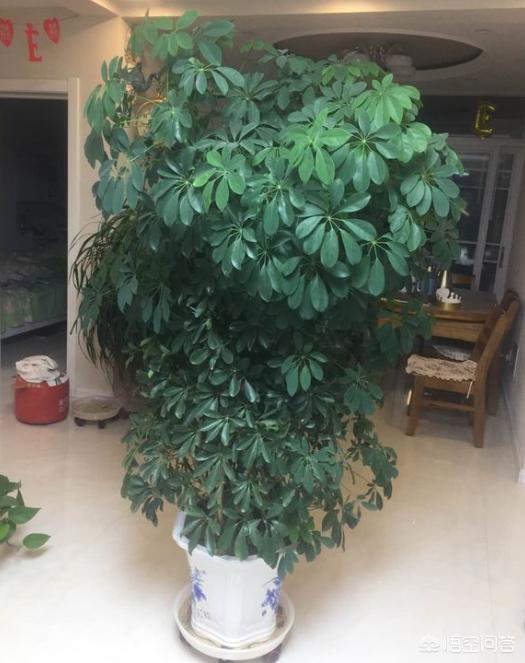 八爪金盘的寓意:八角金盘有什么寓意 鸭掌木长到自己要的高度打顶好吗？还是现在打顶好？