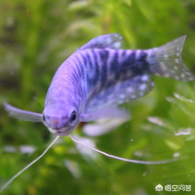 曼龙鱼吃蛋白虫卵吗:孔雀鱼和曼龙鱼哪个好养？