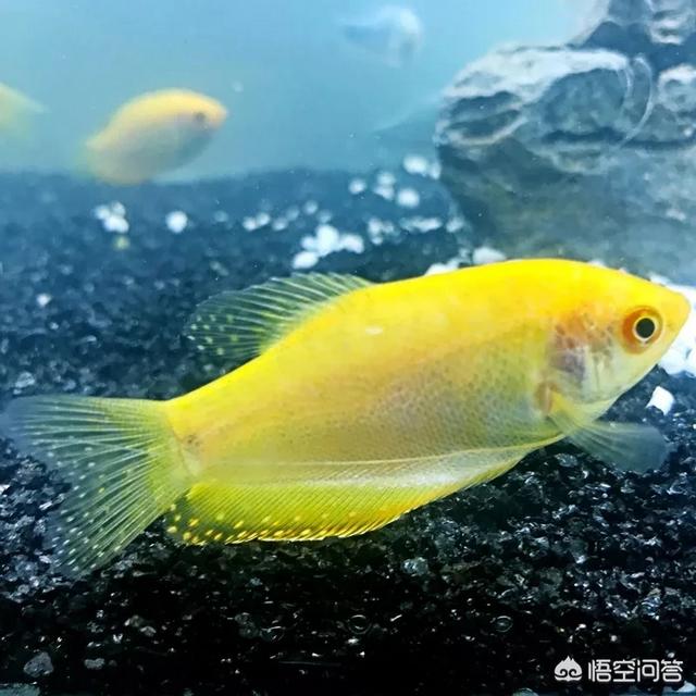 曼龙鱼吃蛋白虫卵吗:孔雀鱼和曼龙鱼哪个好养？