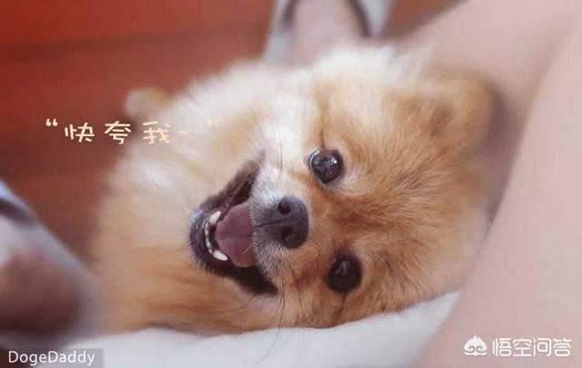 思念里的流浪狗感悟:狗狗如果想念一个人，会做什么样的事情？