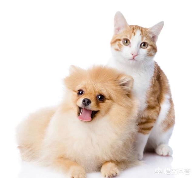 恋爱猫猫在一起游戏答案:为什么有的人有了猫后不想谈恋爱了？