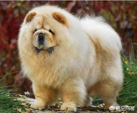松狮吃什么:松狮犬掉毛很多正常吗，松狮犬掉毛如何应对？