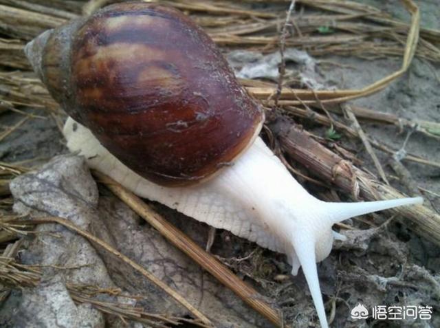 白玉蜗牛产卵的成活率:白玉蜗牛适合在什么温度下生活？