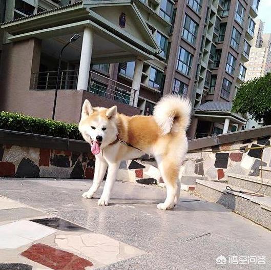 美系秋田犬吧:饲养秋田犬需要注意什么？