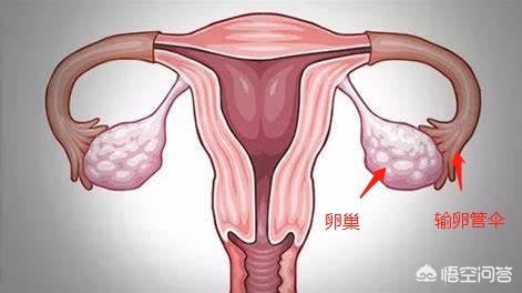 排卵期有哪些症状：女性排卵期有哪些症状