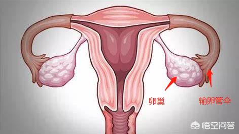 基础体温低温多久排卵:想问一下排卵期的症状是怎么样的呢？