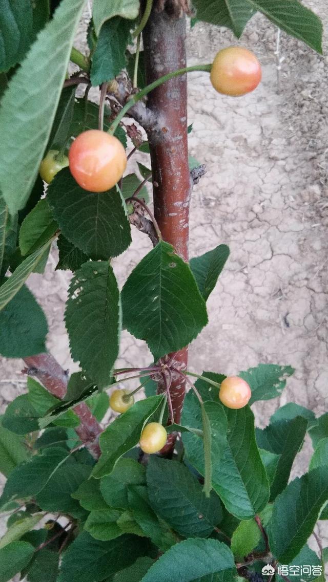 大樱桃的生长习性和种植技术有哪些聊城东阿黄河流域适合种植吗