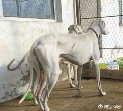 蒙古细狗比赛视频大全:我国哪种猎犬的杀伤性最强？为什么？