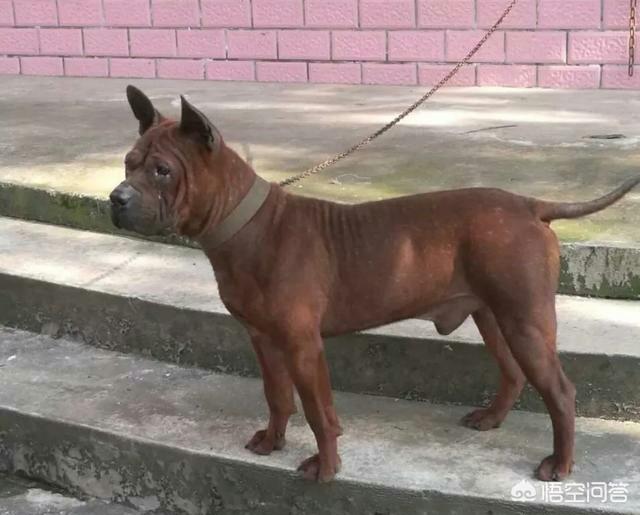 斗狗视频大型狗:我国最强大的猎犬可以打得过比特犬吗？为什么？