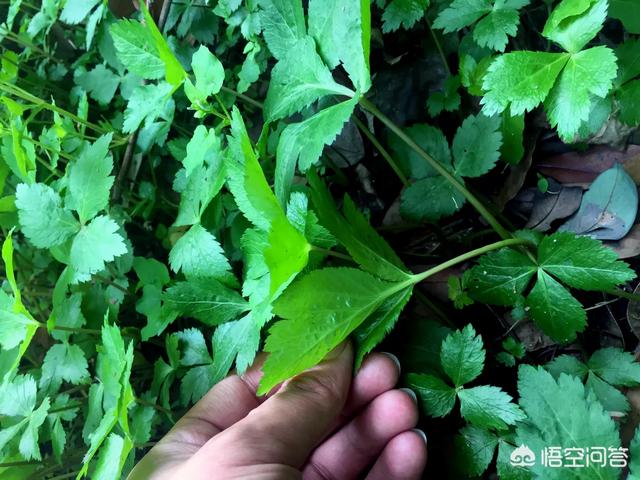 马鞭草可当野菜食用吗，农村野菜鸭脚板（植物）能吃吗